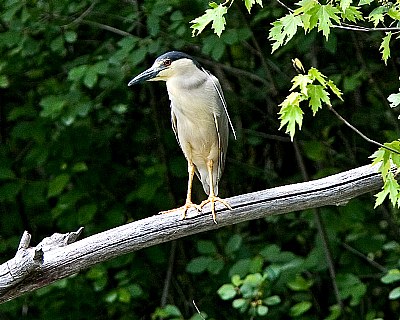 Black-Crowned Night Heron