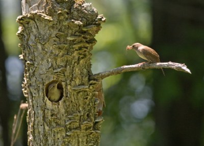 House Wrens Attend to Nest
