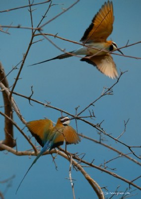 Bee-eater Excitement