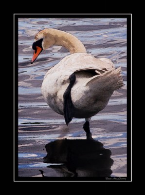 Swan Play