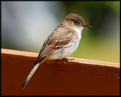 Eastern Phoebe