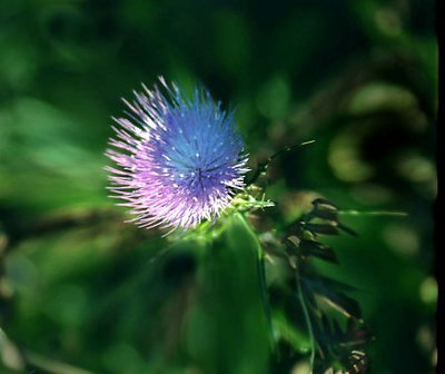 Thistle