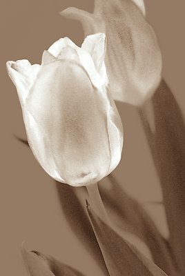 Tulip #2