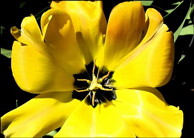 Yellow Tulip Macro