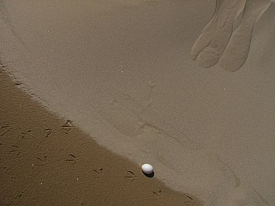 Egg in the Desert