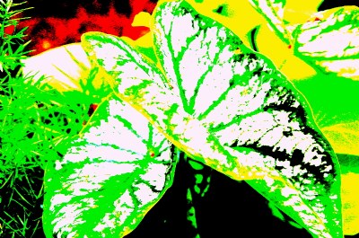 Psychedelic hosta