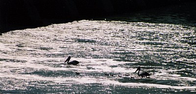 Pelican FAMILY on Weir