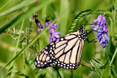 Monarch Butterfly