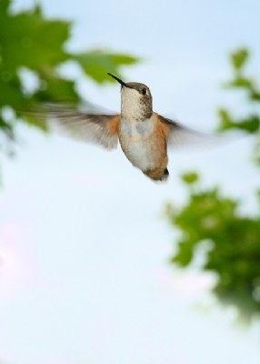 Female Rufous 2