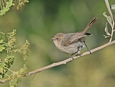 Bushtit