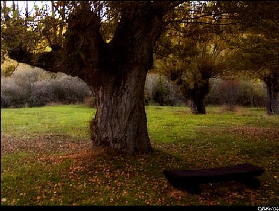 The tree and the bench