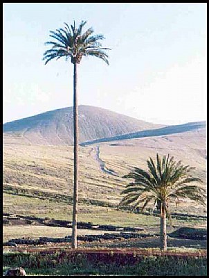 Paisaje en Lanzarote