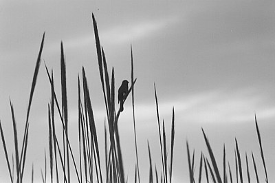 Nature in B&W