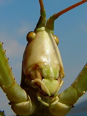 grasshopper