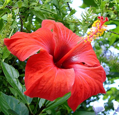 Hibiscus