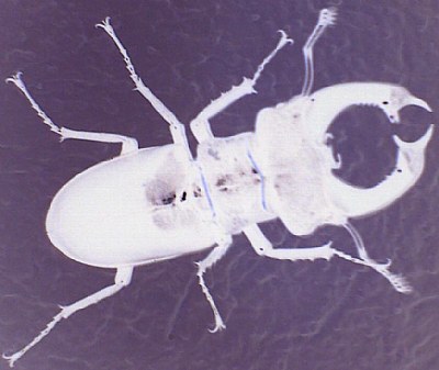 That is one big bug