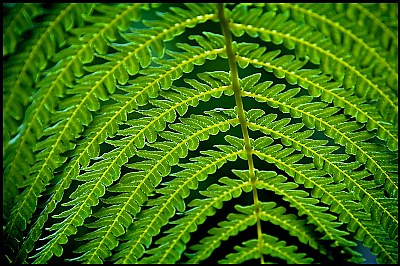 Fern 1