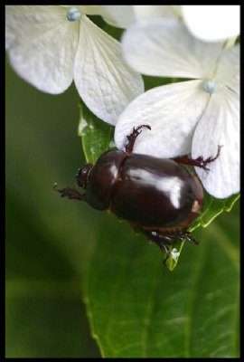 Escarabajo II