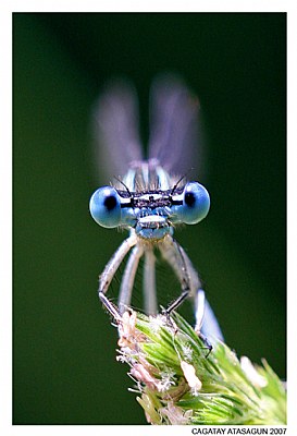 BLUE GLASS-EYE