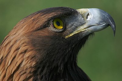 Andi -- Golden Eagle