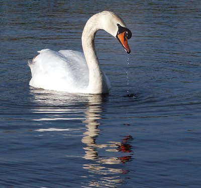 Swan Lake