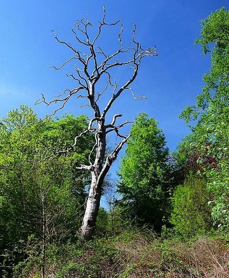 White death tree