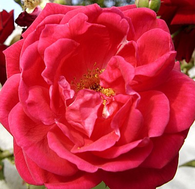 Another Rose