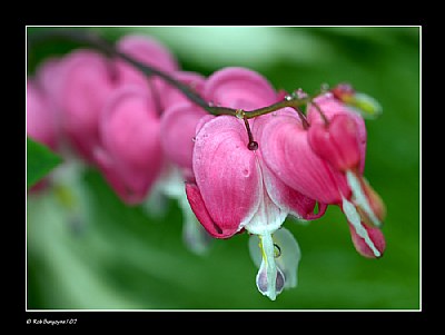 Bleeding Hearts