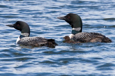 Loon Family