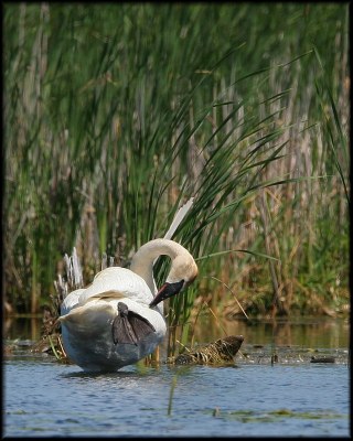 Trumpeter Swan