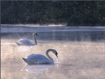 Swan Lake...