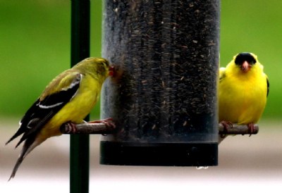 GOLD FINCHES