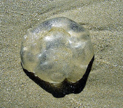 Jelly Fish & Sand