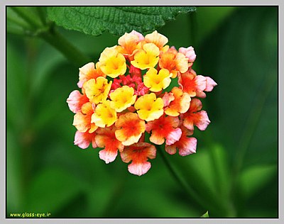 rainbow at this flower