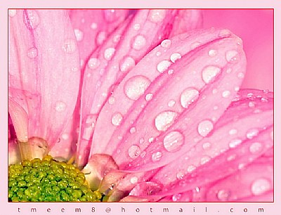 rose