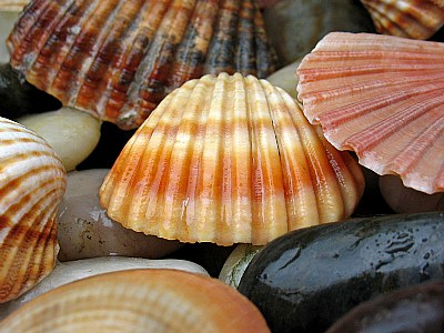 Shells in the rain