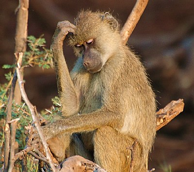 The Thinker – Kenyan Edition