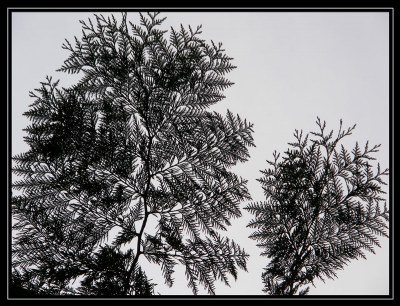 Canada 28 - Treetop Patterns