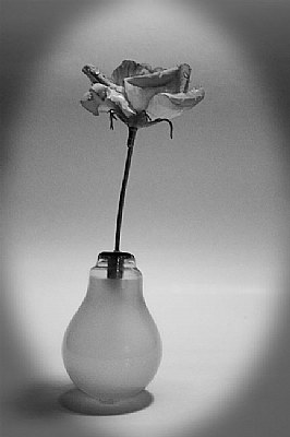 the rose