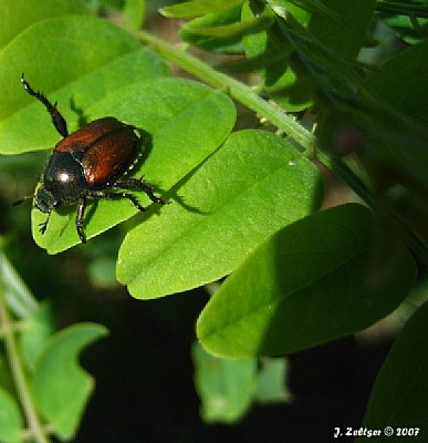 Beetle Sunbathing