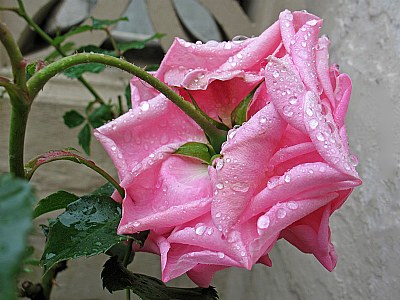 Friendship Rose.....for Gypsy with love.