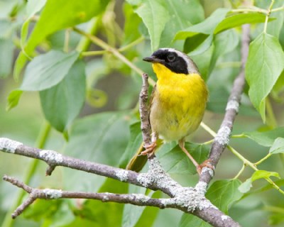 Common Yellowthroat Warbler1