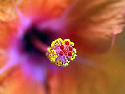 Tropical Hibiscus