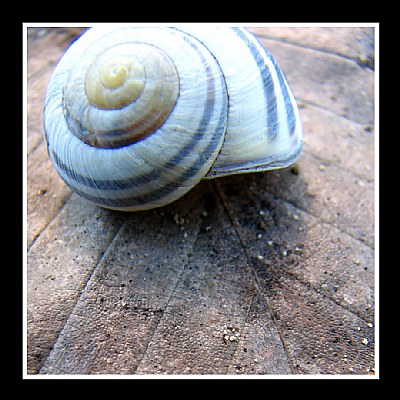 Snail Shell on Leaf