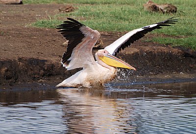 Water Landing