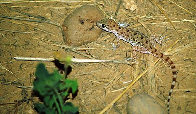 Iraqi gecko