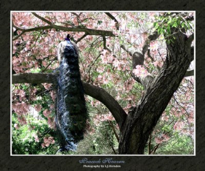 Peacock Heaven