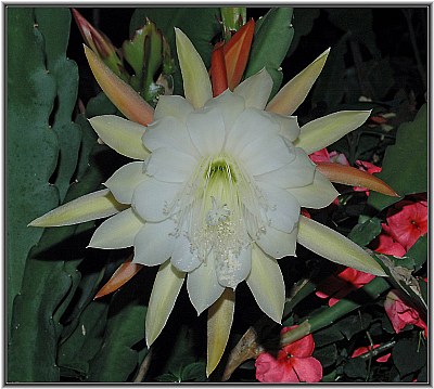 Cactus Flower 2