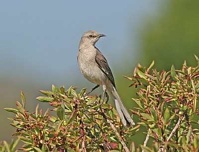 Northern Mockingbird