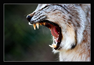 Caty
